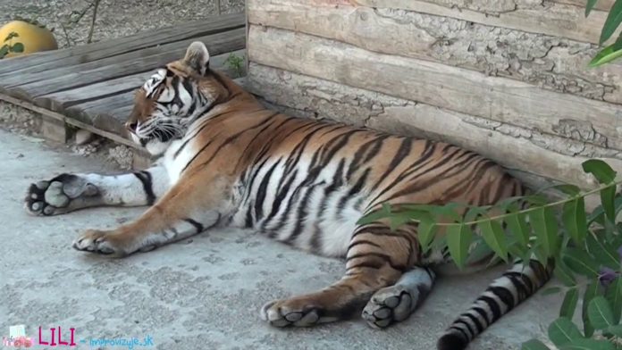 Oáza sibírskeho tigra